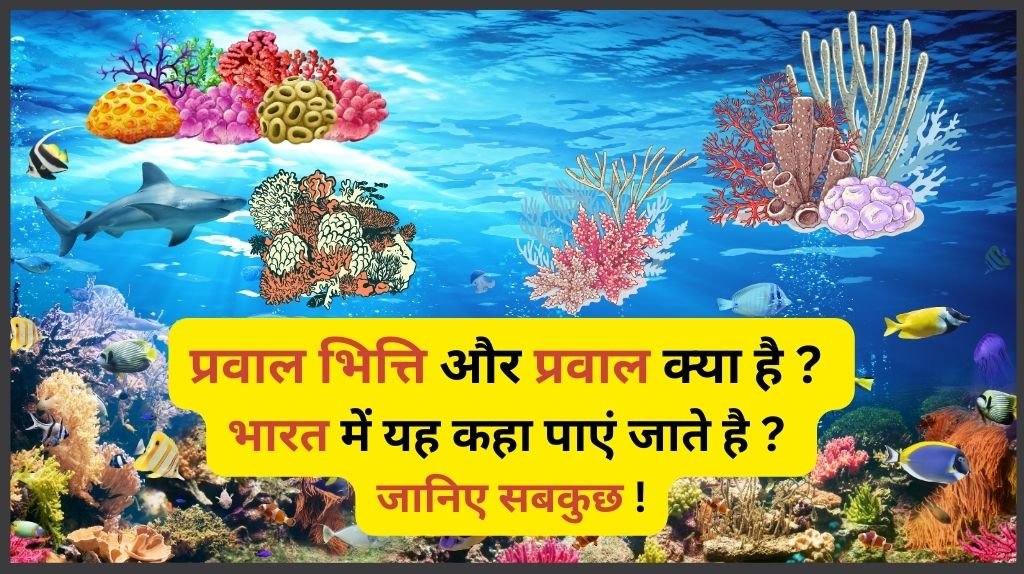 Coral reefs meaning in hindi