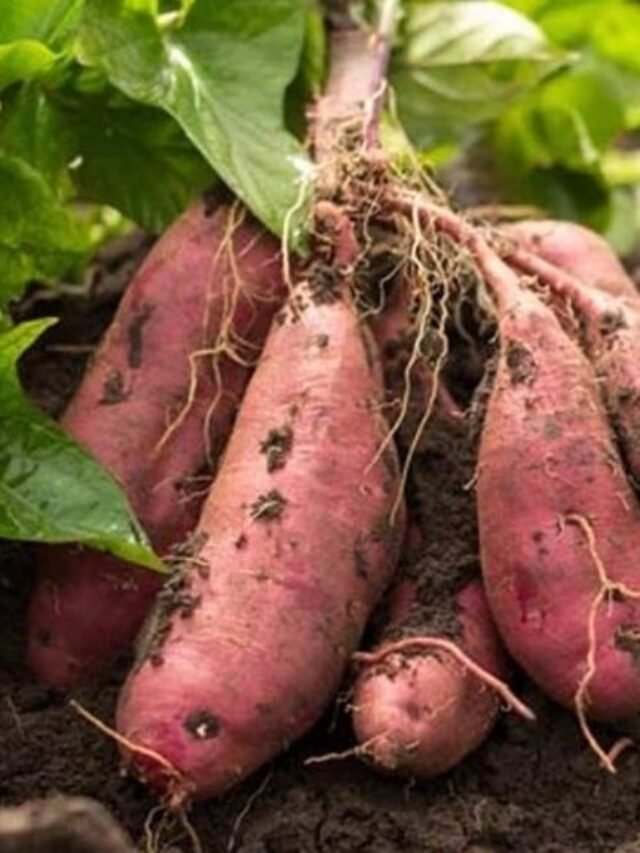 Health benefits of sweet potato: सर्दियों में अपने डाइट में शामिल करें शकरकंद, डायबिटीज ही नहीं दिल की बीमारियों से भी बचाता है शकरकंद, जानें इसके फायदे!